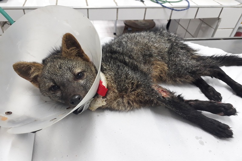 Cachorro-do-mato de pelagem cinza deitado em mesa veterinária, usando colar elizabetano branco. Ele possui uma ferida visível na pata dianteira e olha para a câmera.