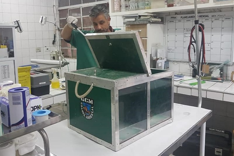 Homem (possivelmente veterinário) em clínica abrindo caixa de transporte verde da Guarda Civil Municipal (GCM). O ambiente hospitalar tem bancadas brancas, equipamentos médicos e um quadro de planejamento ao fundo.