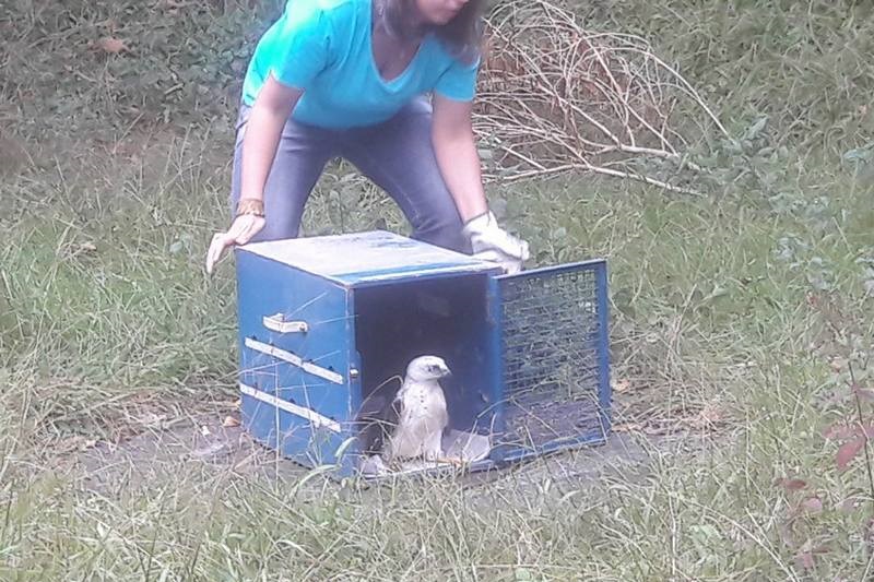 Uma mulher agacha-se sobre grama alta ao lado de uma caixa de transporte azul aberta, de onde um gavião branco e cinza observa o ambiente antes de ser solto na natureza.