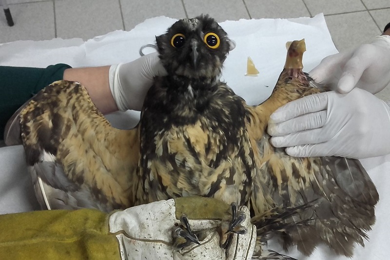 Uma coruja de olhos arregalados recebe cuidados veterinários. Pessoas com luvas brancas e de couro seguram suas asas abertas sobre uma mesa branca para realizar um exame ou procedimento médico.